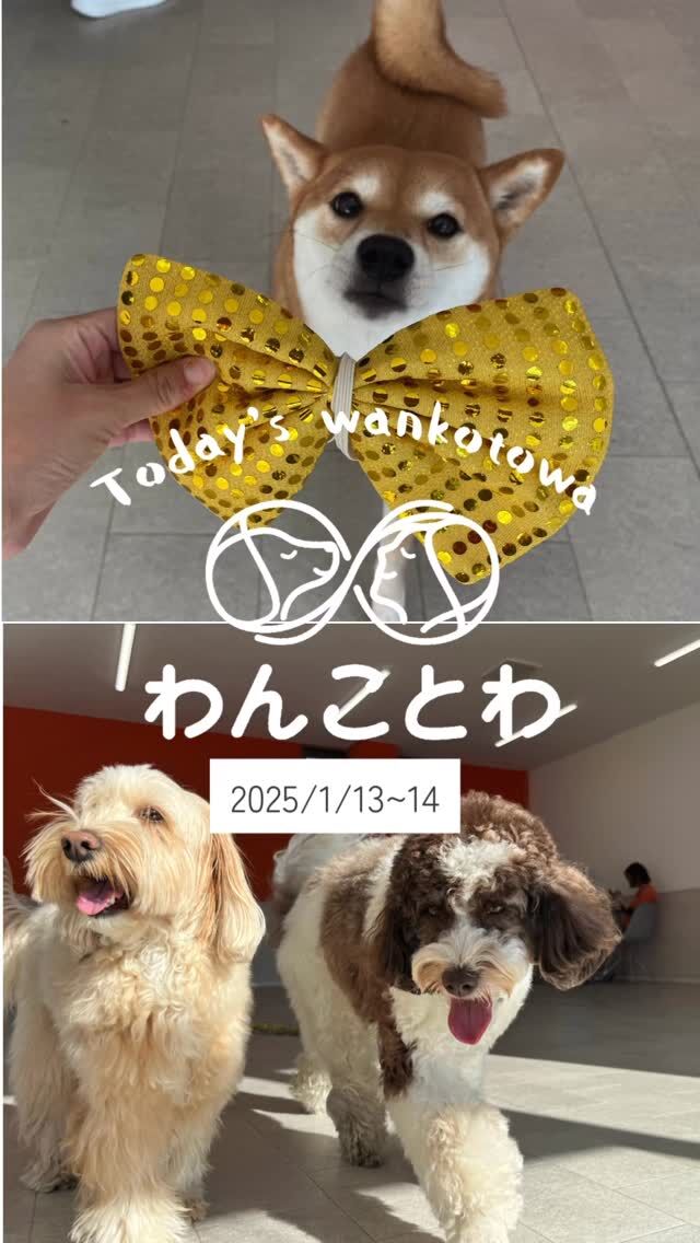 わんことわ - 東京都足立区の舎人公園すぐの犬のしつけ教室、保育園