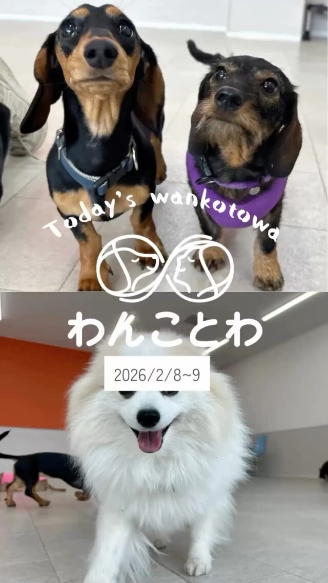 わんことわ - 東京都足立区の舎人公園すぐの犬のしつけ教室、保育園