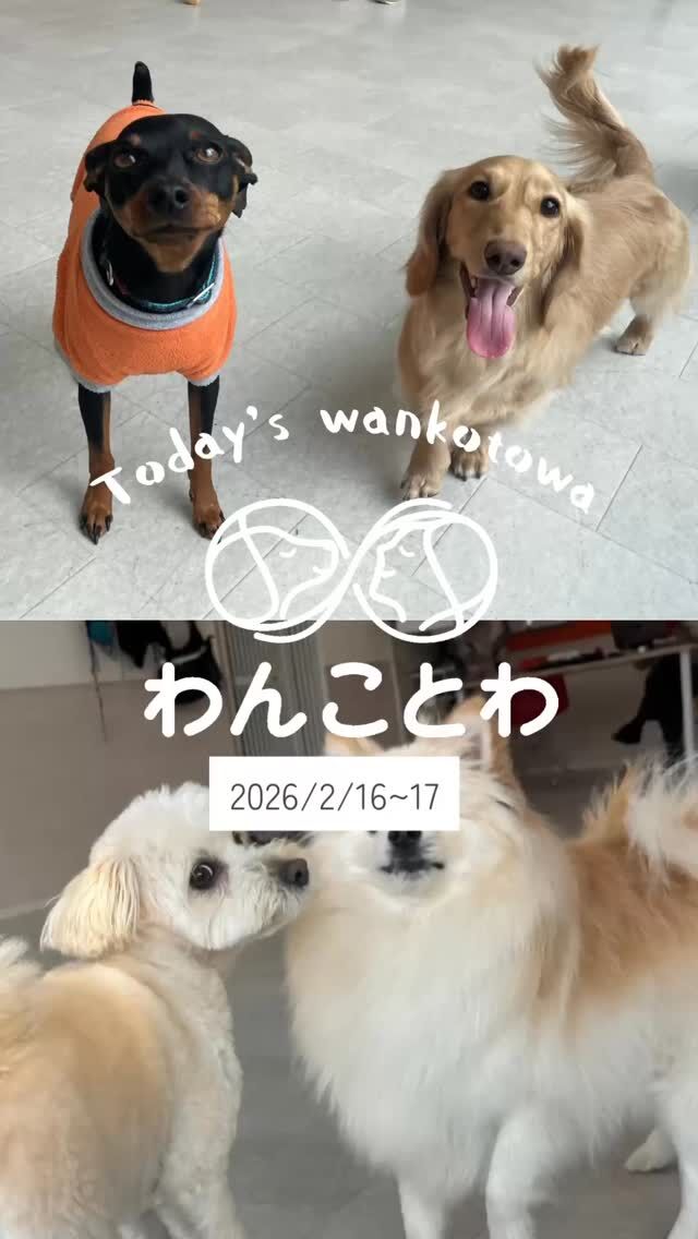 わんことわ - 東京都足立区の舎人公園すぐの犬のしつけ教室、保育園